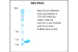 SDS-PAGE (SDS) image for Chemokine (C-C Motif) Ligand 2 (CCL2) (Active) protein (ABIN5509366) (CCL2 蛋白)