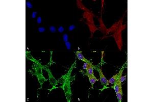 Immunocytochemistry/Immunofluorescence analysis using Mouse Anti-beta 4 Spectrin Monoclonal Antibody, Clone S393-2 (ABIN2485678). (SPTBN4 抗体  (AA 1621-1832) (PerCP))