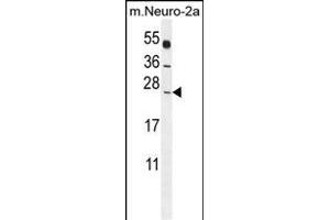 POLR2J Antibody (C-Term) (ABIN655247 and ABIN2844848) western blot analysis in mouse Neuro-2a cell line lysates (35 μg/lane). (POLR2J 抗体  (C-Term))