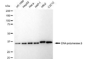Western blotting analysis using DNA polymerase beta antibody (ABIN7799875). (Recombinant POLB 抗体)
