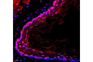 Immunofluorescence of paraffin embedded mouse esophagus using Neil1 (ABIN7073820) at dilution of 1: 300 (400x lens)