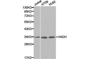 Western Blotting (WB) image for anti-Hydroxyacyl-CoA Dehydrogenase (HADH) antibody (ABIN1872934) (HADH 抗体)