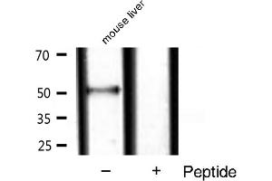 Western blot analysis of extracts of mouse liver ,using Smad9 antibody. (SMAD9 抗体  (Internal Region))