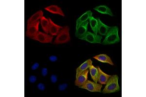 ABIN7094537 and ABIN7098586 staining Hela cells by IF/ICC. (FGF7 抗体  (Internal Region))