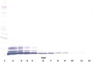 Image no. 1 for anti-Chemokine (C-C Motif) Ligand 3-Like 1 (CCL3L1) antibody (ABIN465213) (CCL3L1 抗体)