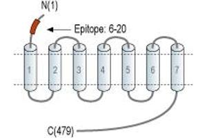 anti-Serotonin Receptor 2B (HTR2B) (AA 6-20), (Extracellular), (N-Term) antibody (Atto 488)
