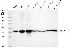 Western blot analysis of AKR1C1/C2 using anti-AKR1C1/C2 antibody (ABIN5692785).