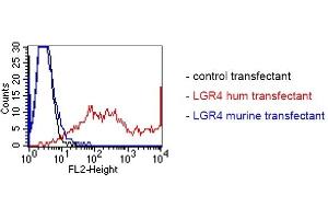 FACS analysis of BOSC23 cells using BBX-1H1 (ABIN1720913). (LGR4 抗体)