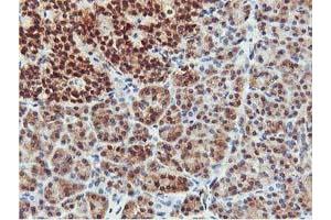 Image no. 3 for anti-CoA Synthase (COASY) antibody (ABIN1497556) (COASY 抗体)