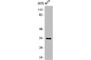Western Blotting (WB) image for anti-Olfactory Receptor, Family 4, Subfamily X, Member 1 (OR4X1) (C-Term) antibody (ABIN7185330)