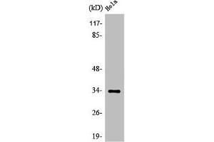 Western Blot analysis of COLO205 cells using Olfactory receptor 4X1 Polyclonal Antibody (OR4X1 抗体  (C-Term))