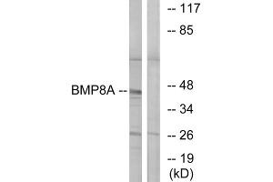 Western blot analysis of extracts from COLO cells, using BMP8A antibody. (BMP8A 抗体  (C-Term))