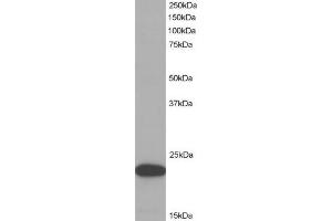 ABIN184674 (1µg/ml) staining of HeLa lysate (35µg protein in RIPA buffer). (PYCARD 抗体  (C-Term))