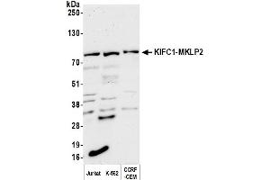 Western Blotting (WB) image for anti-Kinesin Family Member C1 (KIFC1) (AA 1-50) antibody (ABIN7453560)