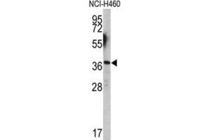 Western Blotting (WB) image for anti-Engrailed Homeobox 2 (EN2) antibody (ABIN3003224) (EN2 抗体)