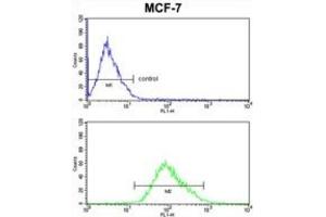 Flow Cytometry (FACS) image for anti-Pyruvate Dehydrogenase Kinase, Isozyme 3 (PDK3) antibody (ABIN3002952) (PDK3 抗体)