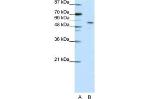 Western Blotting (WB) image for anti-Insulinoma-Associated 2 (INSM2) antibody (ABIN2461951) (INSM2 抗体)