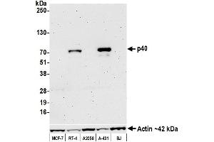 Western Blotting (WB) image for anti-p40 (p63 Delta) (AA 1-50) antibody (ABIN7449374) (p40 (p63 Delta) (AA 1-50) 抗体)