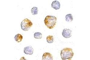 Immunohistochemistry (IHC) image for anti-Kinesin Family Member 5A (KIF5A) (Middle Region) antibody (ABIN1030974) (KIF5A 抗体  (Middle Region))