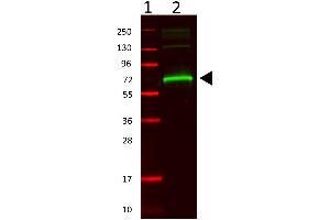 Western Blotting (WB) image for anti-Albumin (ALB) antibody (ABIN94871)