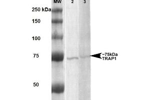 Western Blot analysis of Human, Rat Human A431 and Rat Brain Membrane cell lysates showing detection of ~75 kDa Trap1 protein using Mouse Anti-Trap1 Monoclonal Antibody, Clone 3H4-2H6 . (TRAP1 抗体)
