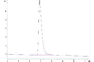 The purity of Human CD27/TNFRSF7 is greater than 95 % as determined by SEC-HPLC. (CD27 Protein (Fc Tag))