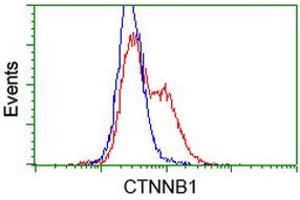 Image no. 3 for anti-Catenin (Cadherin-Associated Protein), beta 1, 88kDa (CTNNB1) antibody (ABIN1496895) (CTNNB1 抗体)