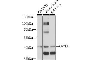 Western blot analysis of extracts of various cell lines, using OPN3 antibody (ABIN7269102) at 1:1000 dilution. (OPN3 抗体  (AA 300-400))
