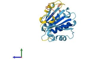 Protein Structure (PS) image for Eukaryotic Translation Initiation Factor 4E Family Member 3 (EIF4E3) (AA 1-207) protein (His tag) (ABIN7561272)