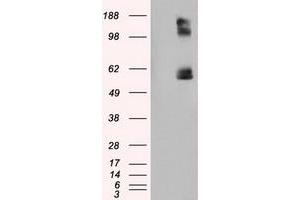 Image no. 6 for anti-Lipase, Endothelial (LIPG) antibody (ABIN1499176) (LIPG 抗体)