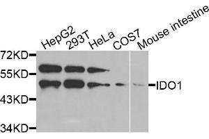 Western blot analysis of extracts of various cells, using IDO1 antibody. (IDO1 抗体)
