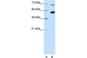 Western Blotting (WB) image for anti-Zinc Finger and BTB Domain Containing 33 (ZBTB33) antibody (ABIN2461801) (ZBTB33 抗体)