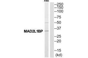 Western blot analysis of extracts from K562 cells, using MAD2L1BP antibody. (MAD2L1BP 抗体  (N-Term))