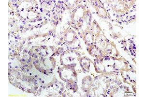 Formalin-fixed and paraffin embedded mouse kidney labeled with Anti-CUEDC2/CUE domain containing 2 Polyclonal Antibody, Unconjugated  at 1:300 followed by conjugation to the secondary antibody and DAB staining (CUEDC2 抗体  (AA 201-287))