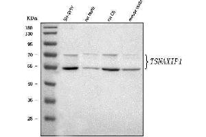 anti-Translin-Associated Factor X Interacting Protein 1 (Tsnaxip1) (AA 1-622) antibody