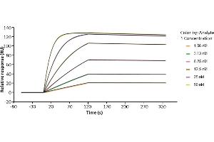 Assessment of binding of anti-HER2 human IgG1 (trastuzumab), immobilized on a Protein A chip to human Fc gamma RI / CD64 using a Biacore 8K instrument.