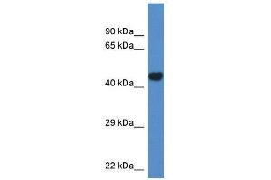 Western Blot showing Pcyt2 antibody used at a concentration of 1. (PCYT2 抗体  (N-Term))