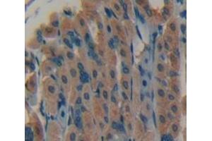 IHC-P analysis of Mouse Tissue, with DAB staining. (FGF7 抗体  (AA 32-194))