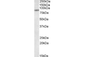 ABIN5539785 (1µg/ml) staining of MCF7 lysate (35µg protein in RIPA buffer). (TAP1 抗体  (Internal Region))