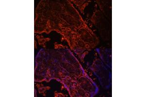 Immunofluorescence (IF) image for anti-Wingless-Type MMTV Integration Site Family, Member 3A (WNT3A) (AA 1-352) antibody (ABIN3021019)