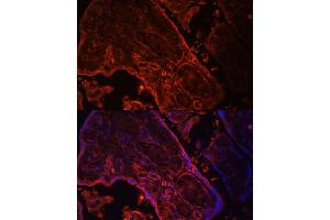 Immunofluorescence analysis of human placenta cells using WNT3A antibody (ABIN3021018, ABIN3021019, ABIN3021020, ABIN1513690 and ABIN6213915) at dilution of 1:100. (WNT3A 抗体  (AA 1-352))