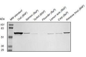Western Blotting (WB) image for anti-Cytochrome P450 1A (CYP1A) antibody (ABIN108743) (CYP1A 抗体)