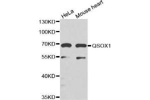 Western blot analysis of extracts of various cell lines, using QSOX1 antibody. (QSOX1 抗体)