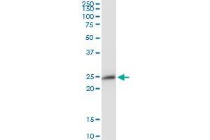 Western Blotting (WB) image for anti-Peroxiredoxin 3 (PRDX3) (AA 1-256) antibody (ABIN524343)