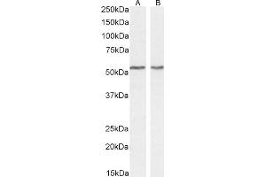 (ABIN571249) (0. (Septin 4 抗体  (AA 33-44))
