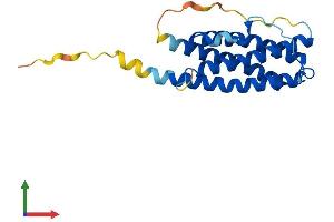 AlphaFold protein structure predicition of Human Recombinant CTF1 Protein, UniprotID Q16619