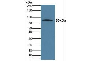 Detection of PROS in Human Serum using Polyclonal Antibody to Protein S (PROS) (PROS1 抗体  (AA 481-667))