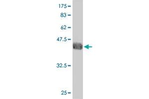 Western Blot detection against Immunogen (36. (GTF2A1L 抗体  (AA 251-348))