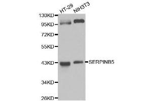 Western blot analysis of extracts of various cell lines, using SERPINB5 antibody. (SERPINB5 抗体  (AA 21-189))