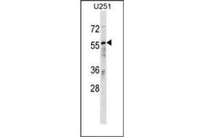 Western blot analysis of RANBP3 Antibody (N-term) in U251 cell line lysates (35ug/lane). (RanBP3 抗体  (N-Term))